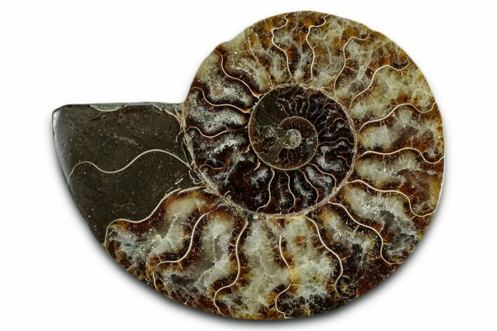Cut & Polished Ammonite Fossil (Half) - Madagascar #349077